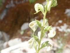 Pedicularis contorta