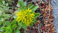 Phedimus kamtschaticus