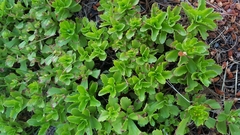 Phedimus kamtschaticus