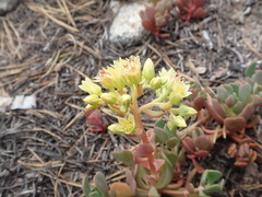 Sedum oregonense