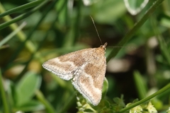 Pyrausta aerealis