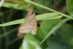 Pyrausta aerealis