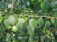 Morus celtidifolia