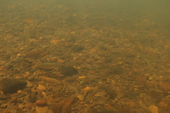 Richardsonius balteatus