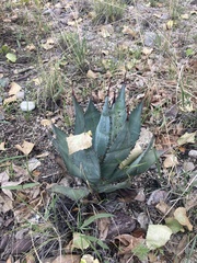 Agave flexispina