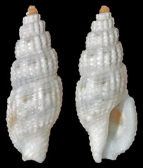 Kermia