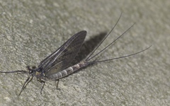 Ephemera danica