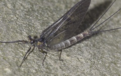 Ephemera danica