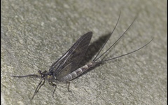 Ephemera danica