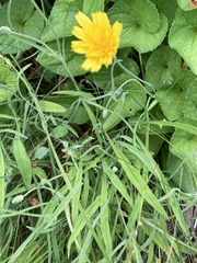 Krigia dandelion