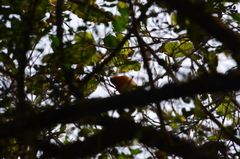 Microspingus erythrophrys