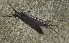 Ephemera danica