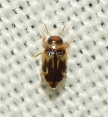 Hydroglyphus signatellus