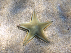 Astropecten jonstoni