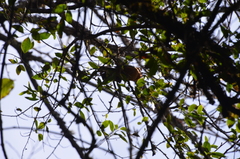 Microspingus erythrophrys