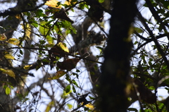 Microspingus erythrophrys