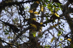 Microspingus erythrophrys