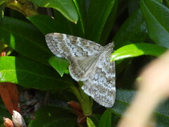 Evergestis sophialis