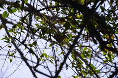 Microspingus erythrophrys