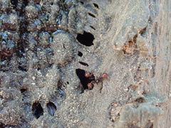 Crematogaster scutellaris