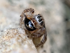 Habronattus texanus