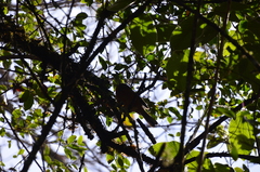 Microspingus erythrophrys