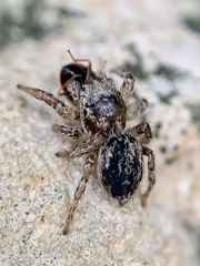 Habronattus texanus