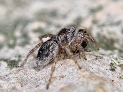 Habronattus texanus