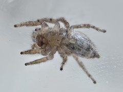 Habronattus texanus