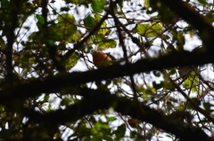 Microspingus erythrophrys