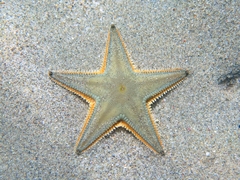 Astropecten jonstoni
