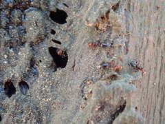 Crematogaster scutellaris