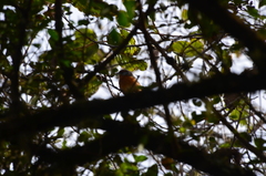 Microspingus erythrophrys