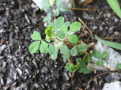 Kummerowia stipulacea