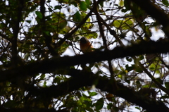 Microspingus erythrophrys