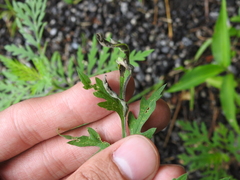 Agromyza ambrosivora