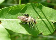 Laphria posticata