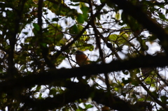 Microspingus erythrophrys