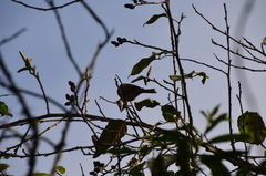 Microspingus erythrophrys