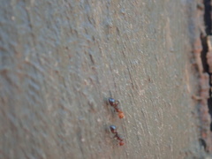 Crematogaster scutellaris