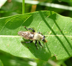 Laphria posticata