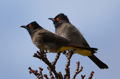 Pycnonotus nigricans