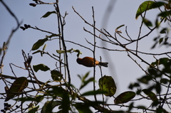 Microspingus erythrophrys