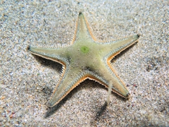 Astropecten jonstoni
