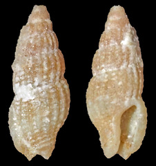Kermia