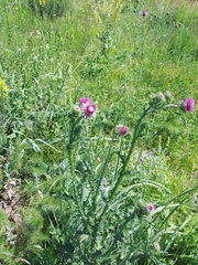 Carduus × orthocephalus