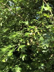 Crataegus monogyna