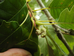 Callirhytis glandulus