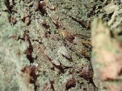 Pheidole pallidula