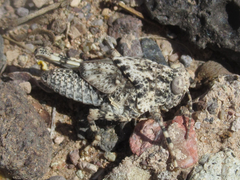 Tytthotyle maculata